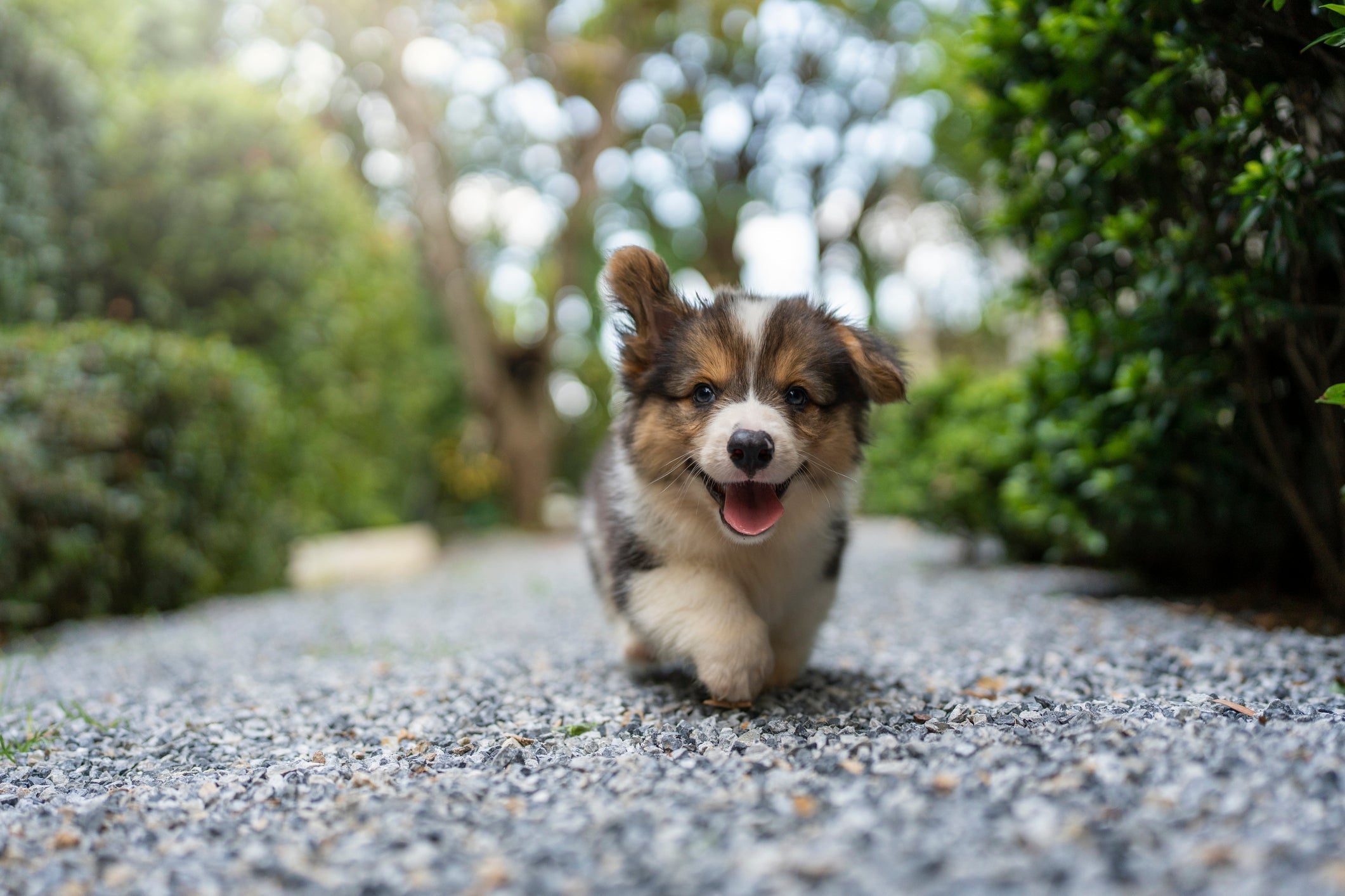 彭布羅克威爾士柯基犬:小巧而忠誠的夥伴